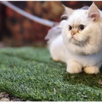 بیریتیش هیمالین