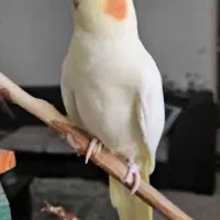 یک عدد عروس هلنده