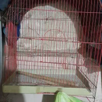 قفس بزرگ