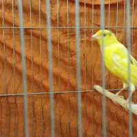 قناری نرماده