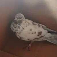 کبوترماده زیبا ساعت بالا