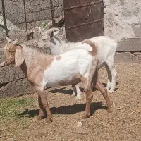 بزغاله سانن وآلپاین