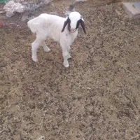 بره شیری