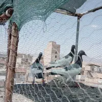 پرنده