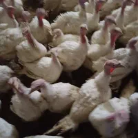 فروش بوقلمون گوشتی