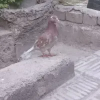 کبوترپرشی ماده