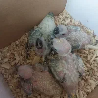 جوجه خورشیدی