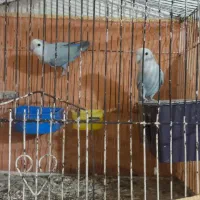 طوطی برزیلی