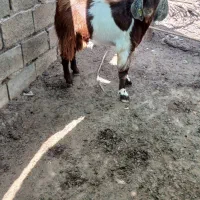 چپش