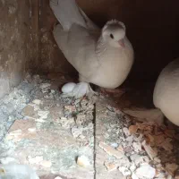 کبوتر راهب