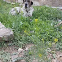 سگ  افغان