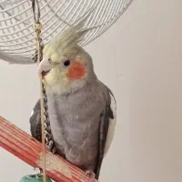 عروس هلندی سینامون و یک جفت مرغ عشق با سه تا تخم