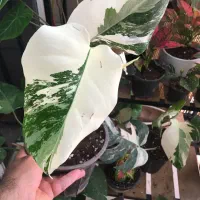گیاه انجیری ابلق