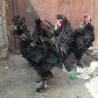 خروس فر سیاه