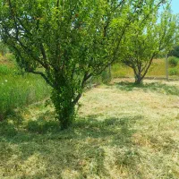 ۷۵۰متر باغ نقلی حصارشده کنار کانال آب پسته بیگ