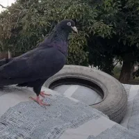 کبوتر ماده