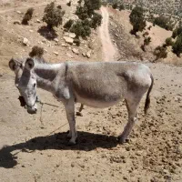 الاغ|حیوانات مزرعه|حمیل, |دیوار