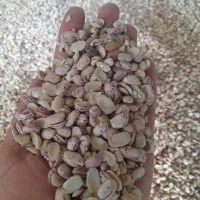لوبیای شکسته