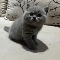 اسکاتیش