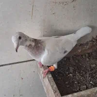هفترنگ نر