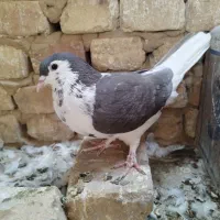 تعدادی کفتر