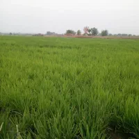 فروش و توزیع کود هیومیک، گوگرد و سموم دفع آفات