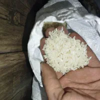 برنج تمام دانه مجلسی پاکستانی