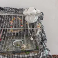 عروس هلندی بالغ  و خوشگل و زیرک شیطونی