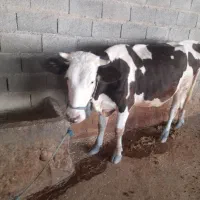 گاو سیمینتال