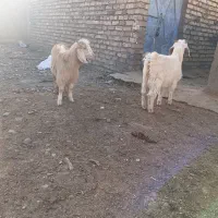 بزغاله|حیوانات مزرعه|نیشابور, ریوند|دیوار