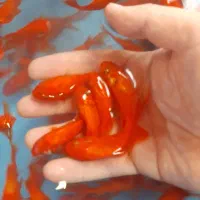 ماهی طعمه وخوراک اردک ماهی  ماهی قرمز