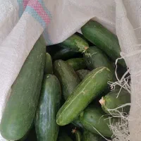 خیار سالادی تازه