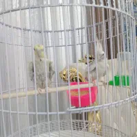 عروس هلندی