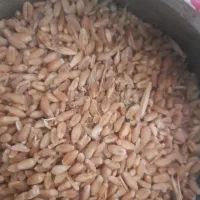 گندم درجه یک دیم