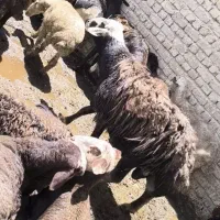 قورچ سبز
