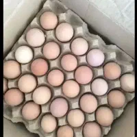 تخم.مرغ.محلی خوراکی و نطفه دار