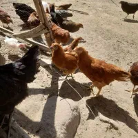 نیمچه گلپایگان