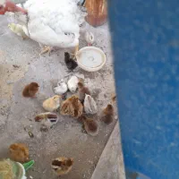 مرغ و ۱۲ جوجه ۳روزه