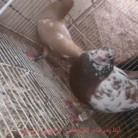 نر کارل نیولمنزبه شرط پرش همه یکساله تایکو نیم سال