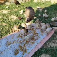 80 عدد جوجه بوقلمون سالم 2 هفته ای