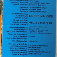 بذر چغندر رقم ارسلینا