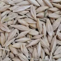 فروش جو بذری و دامی