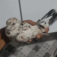 کفتر پرشی