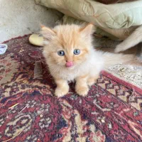 گربه
