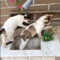 واگذاری رایگان بچه گربه