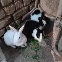 حیوانات