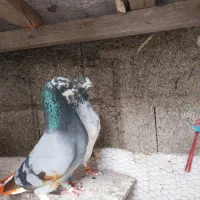 ۲ جفت کفتر پرشی