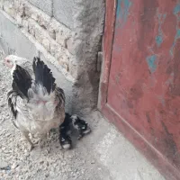 مرغ و جوجه