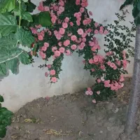 فروشی-باغ