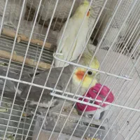 عروس هلندی جفت و تخم گذار